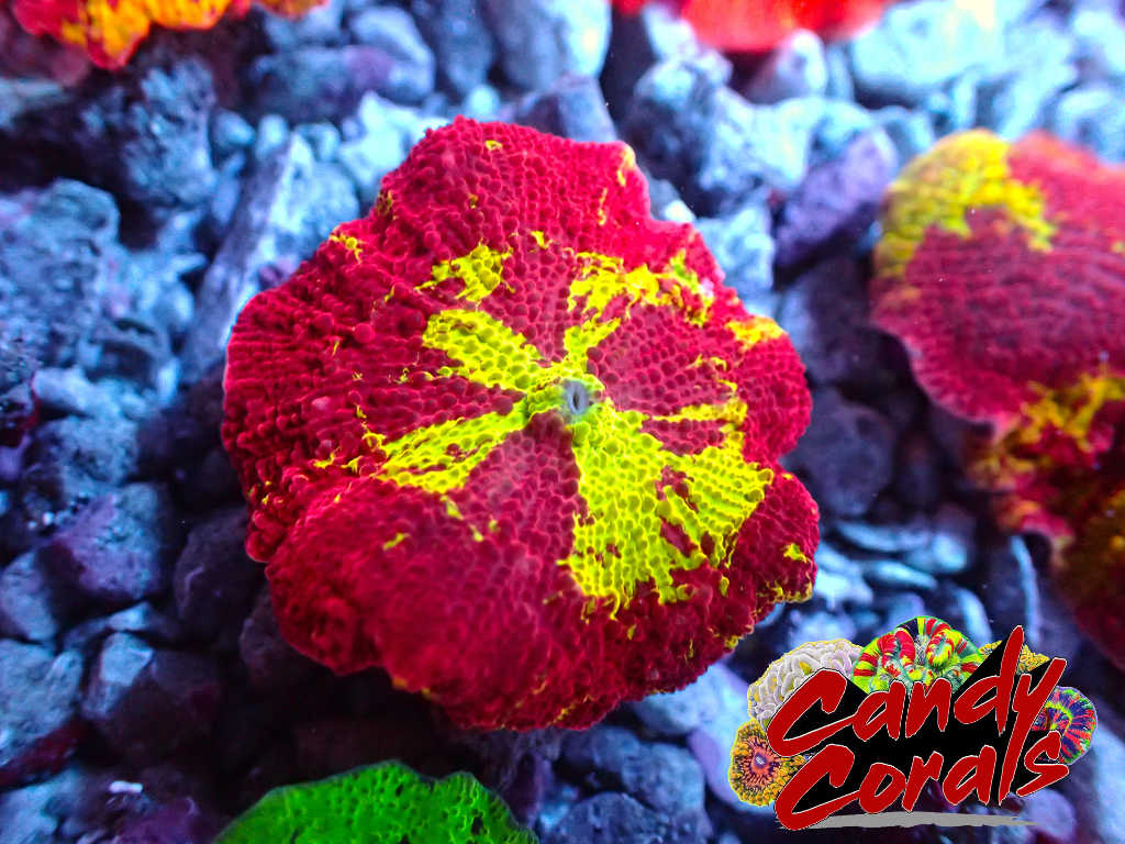 Jawbreakers – Candy Corals