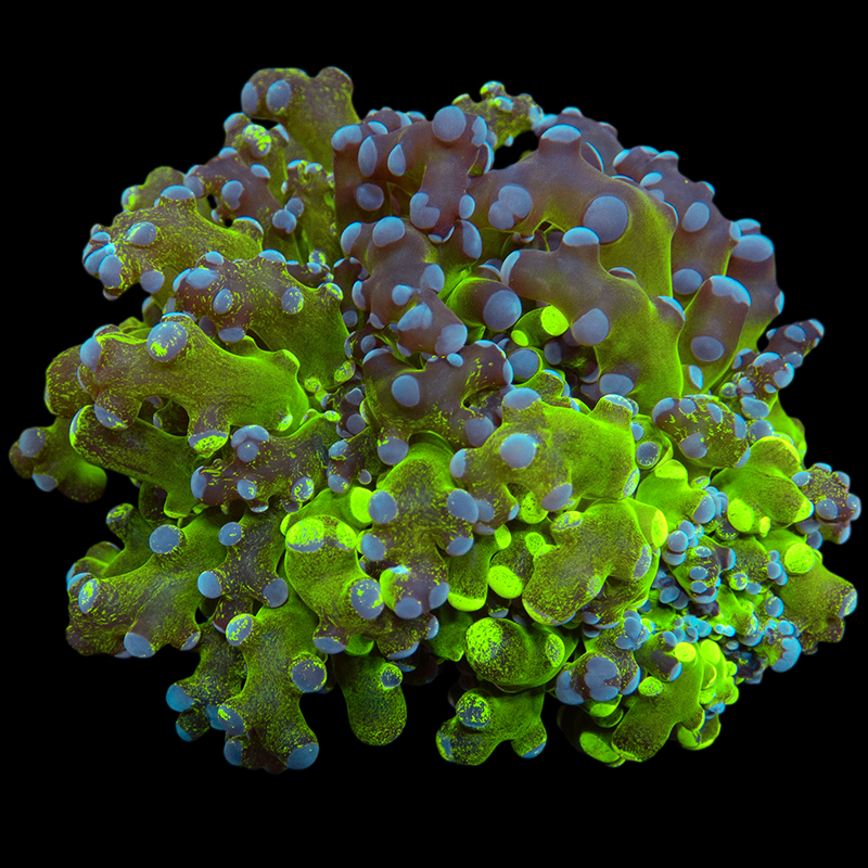 Frogspawn/Octospawn – Candy Corals