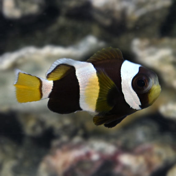 Captive Bred Wide-Band Clownfish