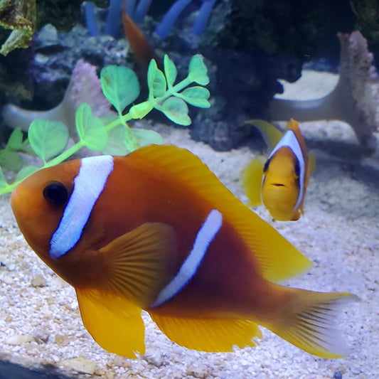 Catpive Bred Red Sea Clownfish