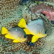 Christmas Island Black & Gold Damsel