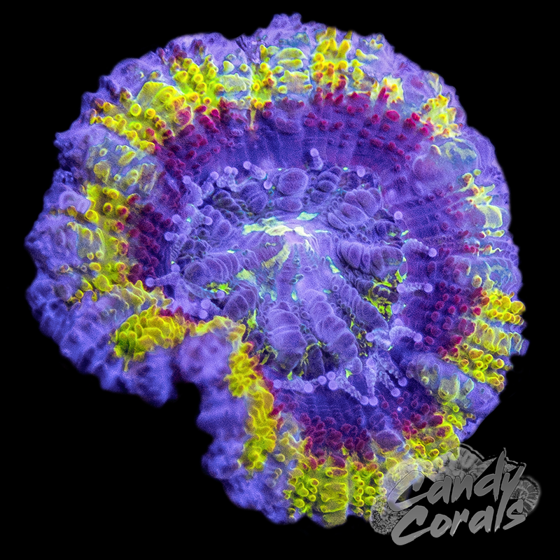 Zesty Lemonade Ultra Acan Lord Per Polyp B16