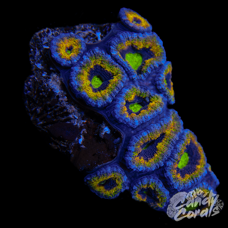 Ultra Acan Lord WYSIWYG 65
