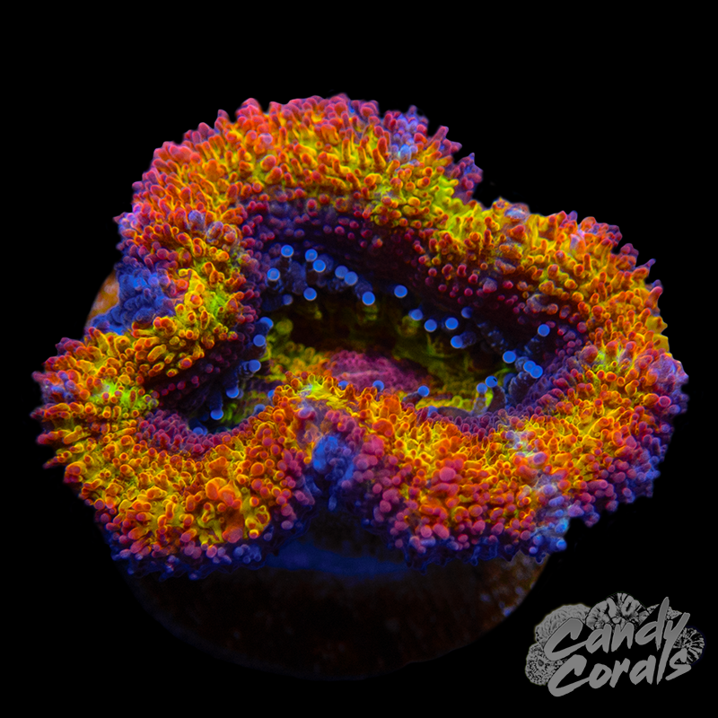 Rainbow Storm Acan Lord Per Polyp