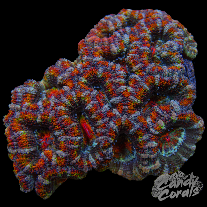 Ultra Acan Lord WYSIWYG 56