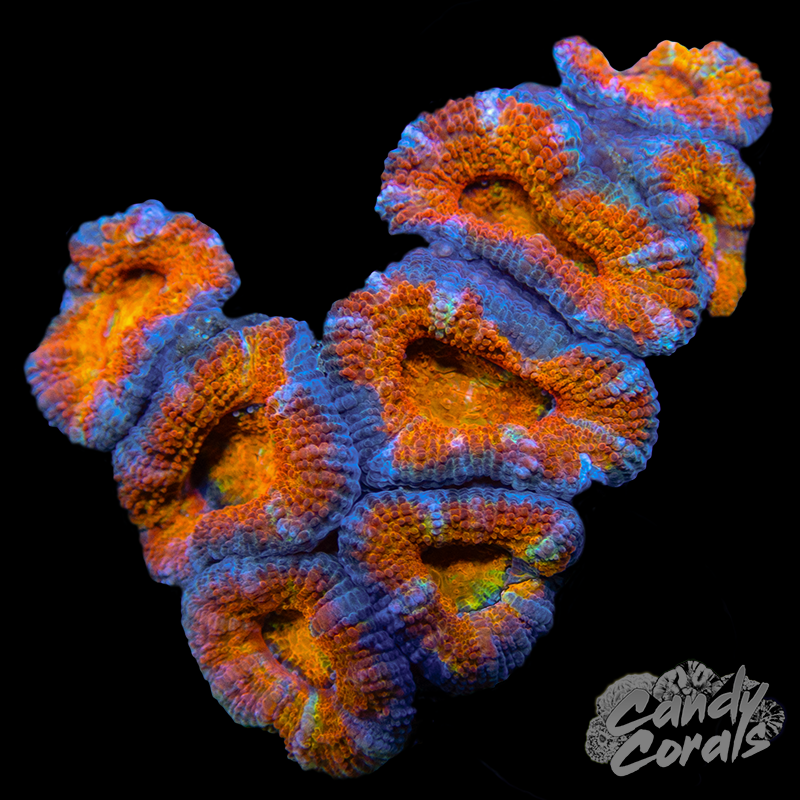 Ultra Acan Lord WYSIWYG 54