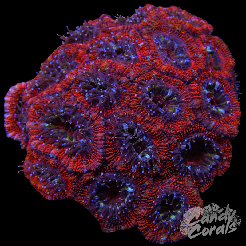 Ultra Acan Lord WYSIWYG 7