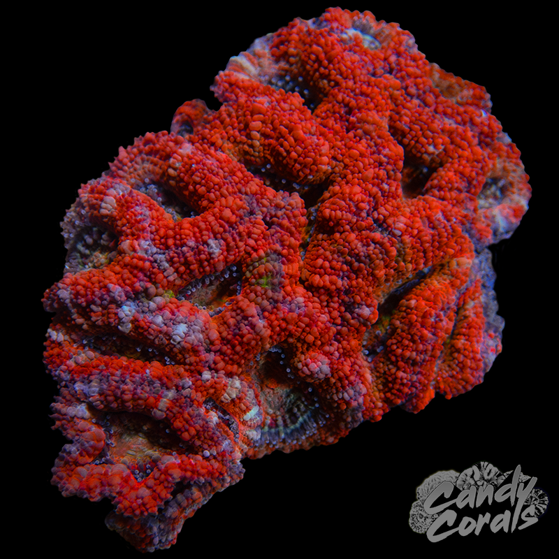 Ultra Acan Lord WYSIWYG 58