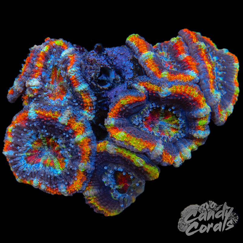 Ultra Acan Lord WYSIWYG 45
