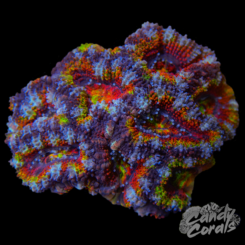 Ultra Acan Lord WYSIWYG 17