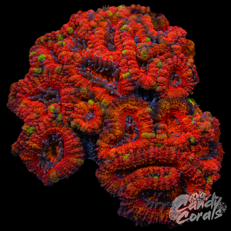 Ultra Acan Lord WYSIWYG 60