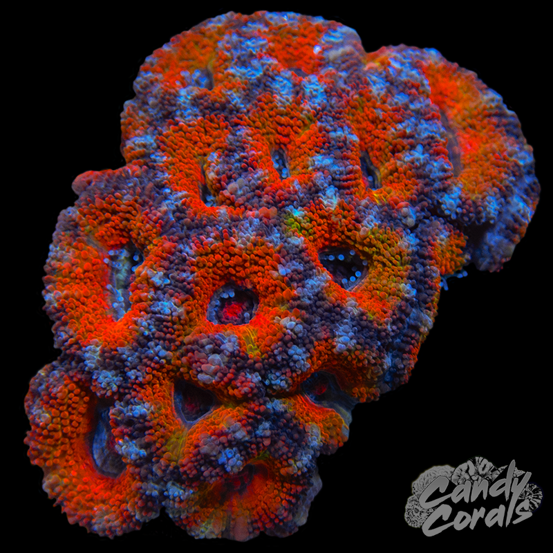 Ultra Acan Lord WYSIWYG 46