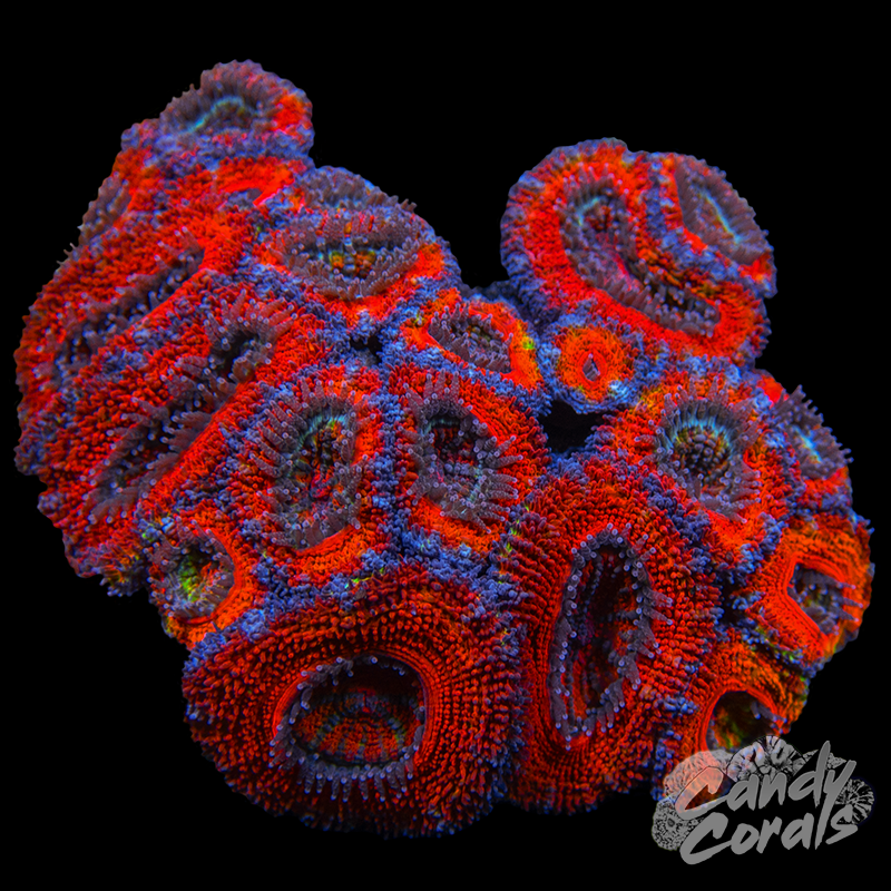 Ultra Acan Lord WYSIWYG 61