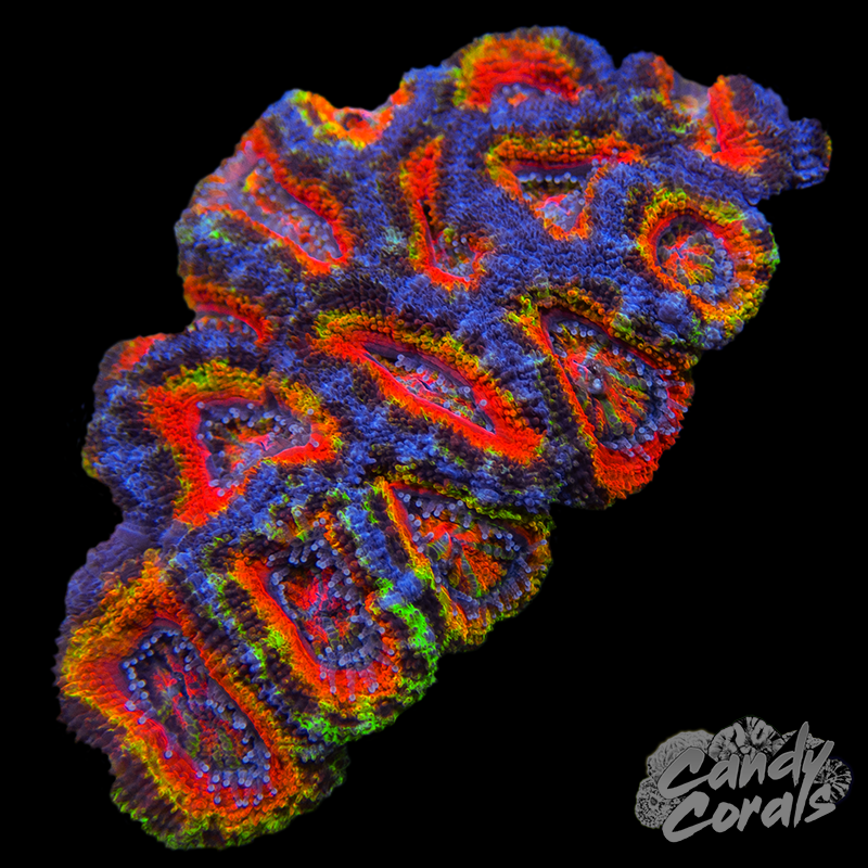 Ultra Acan Lord WYSIWYG 32