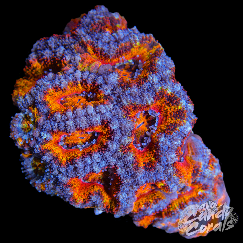 Ultra Acan Lord WYSIWYG 34
