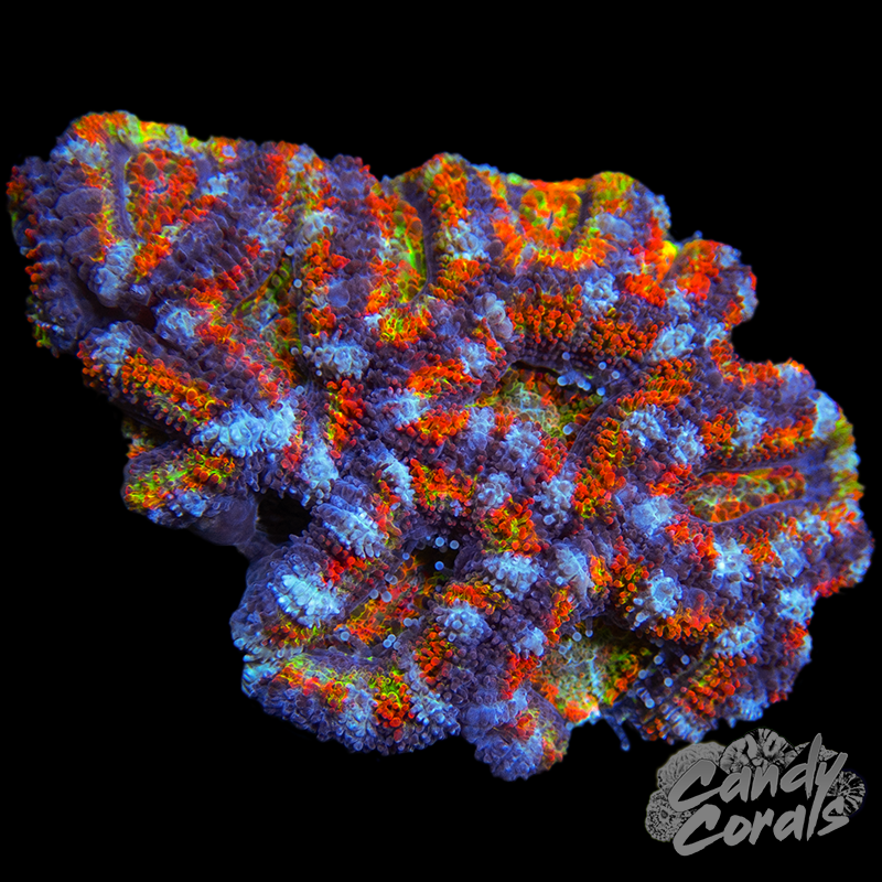 Skittles Rainbow Acan Lord WYSIWYG 36