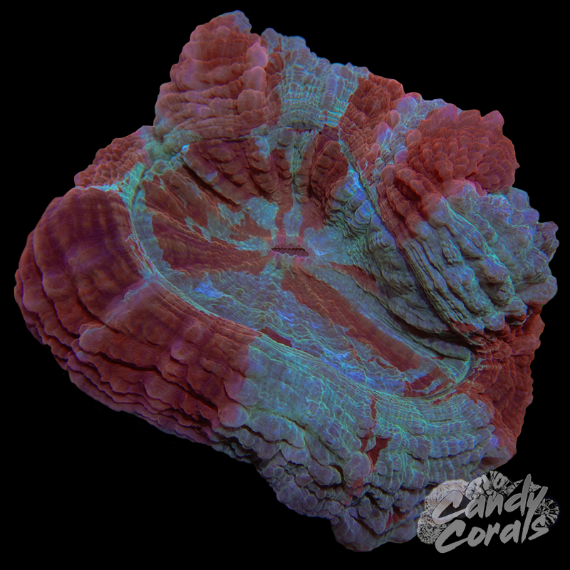 Ultra Rainbow Acanthophyllia WYSIWYG 40