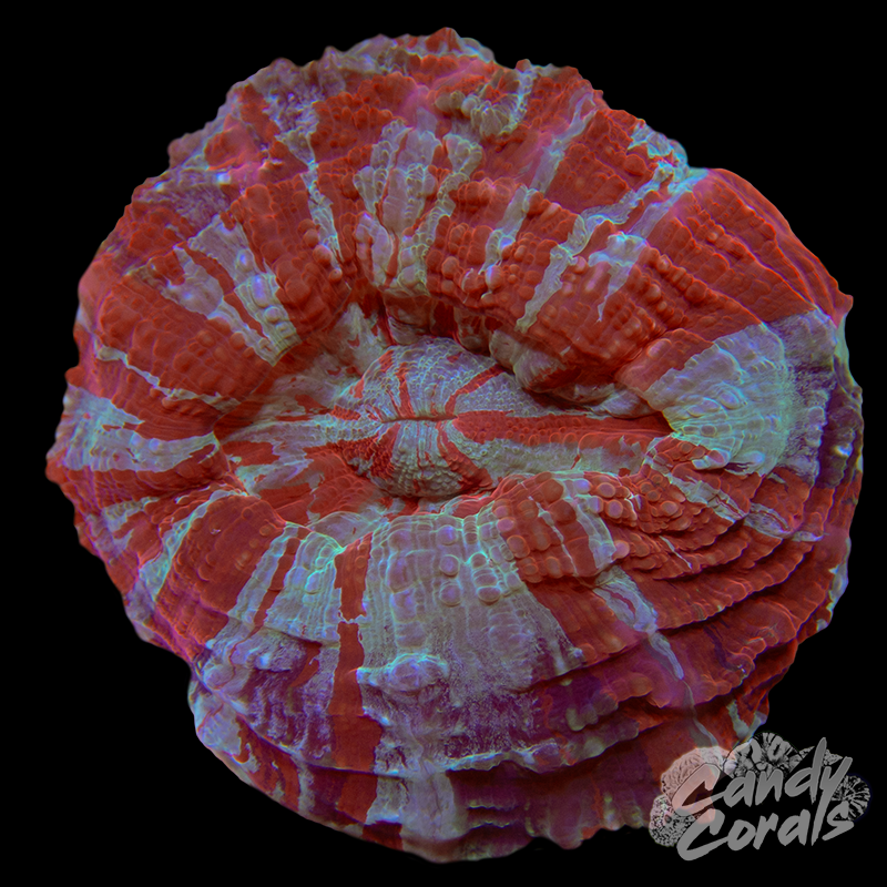 Ultra Rainbow Acanthophyllia WYSIWYG 44