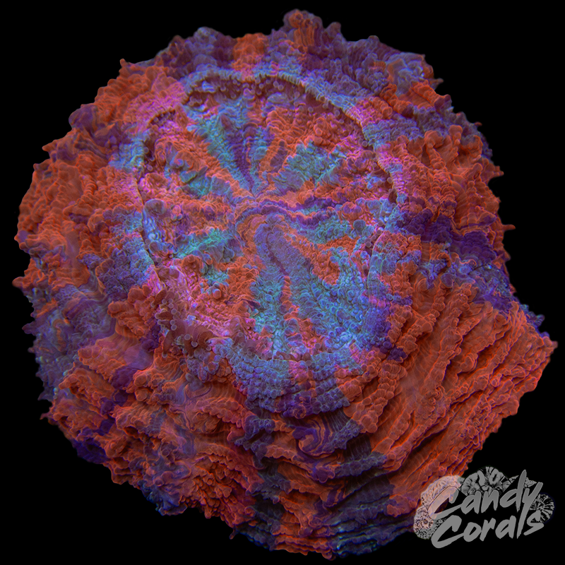 Ultra Rainbow Acanthophyllia WYSIWYG 43