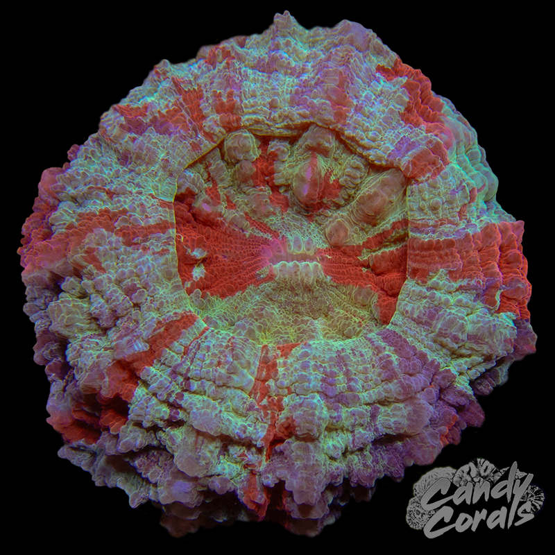 Ultra Rainbow Acanthophyllia WYSIWYG 45