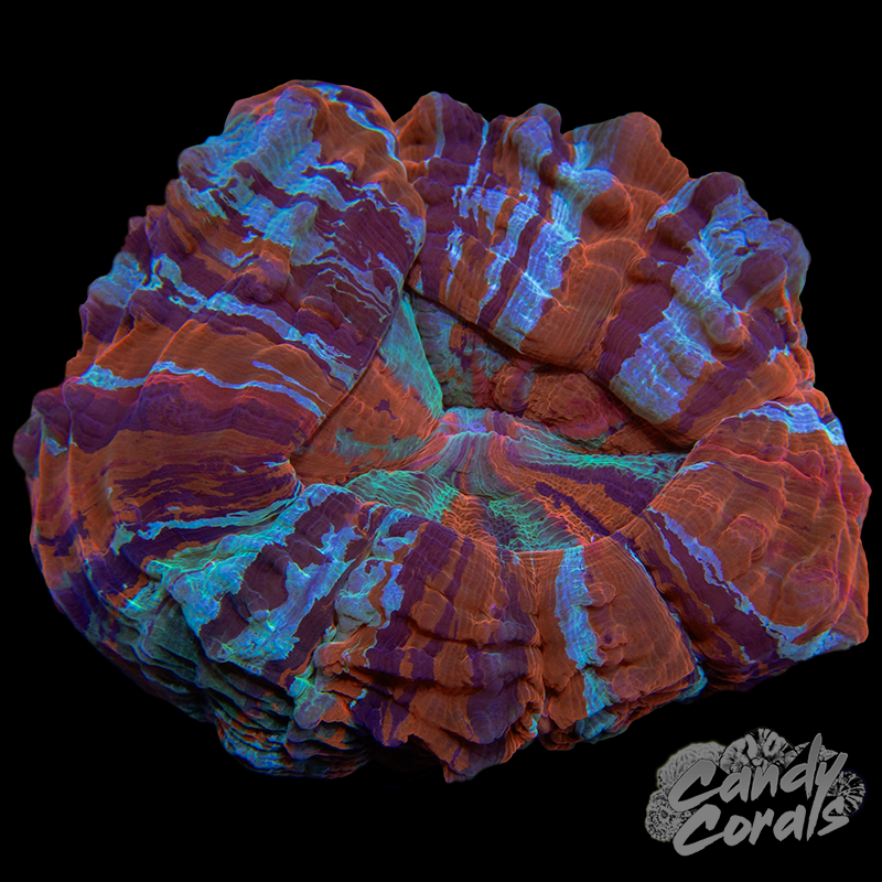 Ultra Rainbow Acanthophyllia WYSIWYG 2