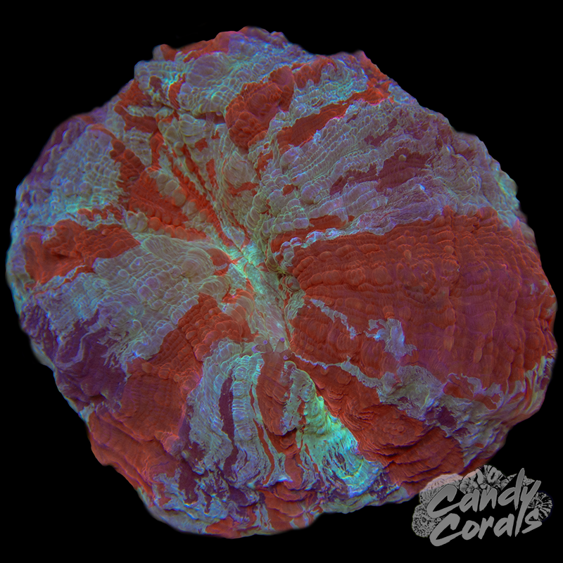 Ultra Rainbow Acanthophyllia WYSIWYG 48