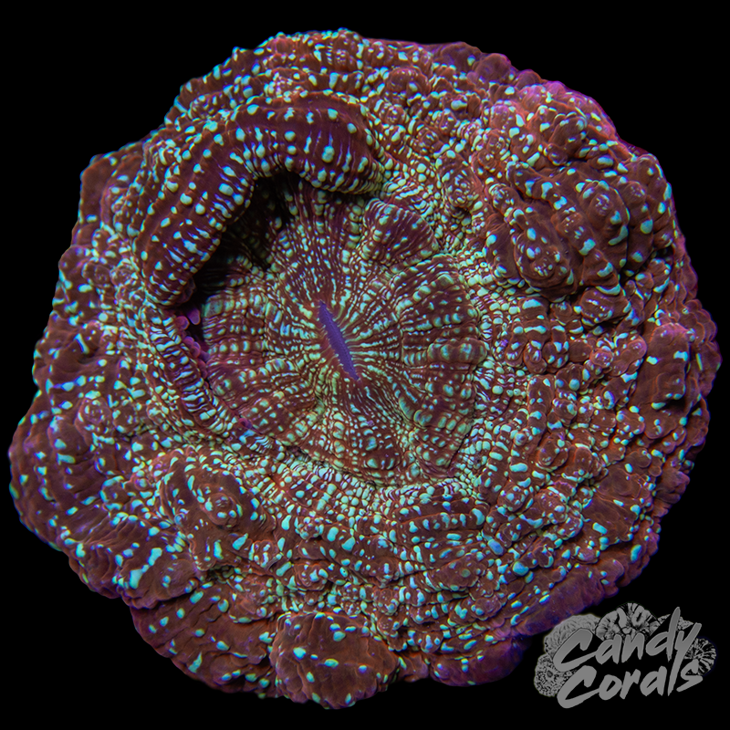 Ultra Acanthophyllia WYSIWYG 11