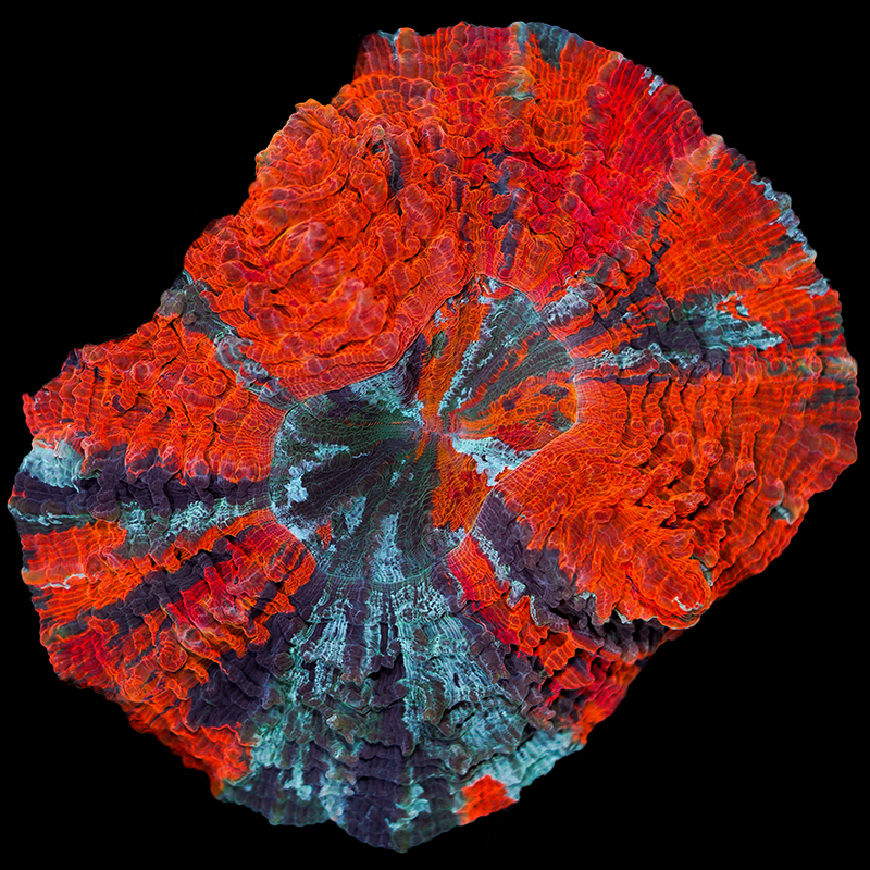 Rainbow Acanthophyllia WYSIWYG 114