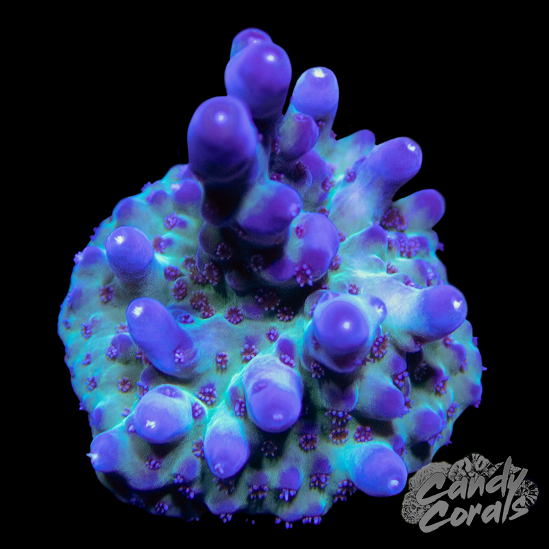 RR Shazam Acropora Sp. Frag A12