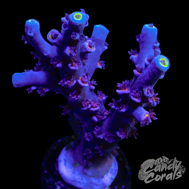 RR Mystique Acropora Sp. Frag A27