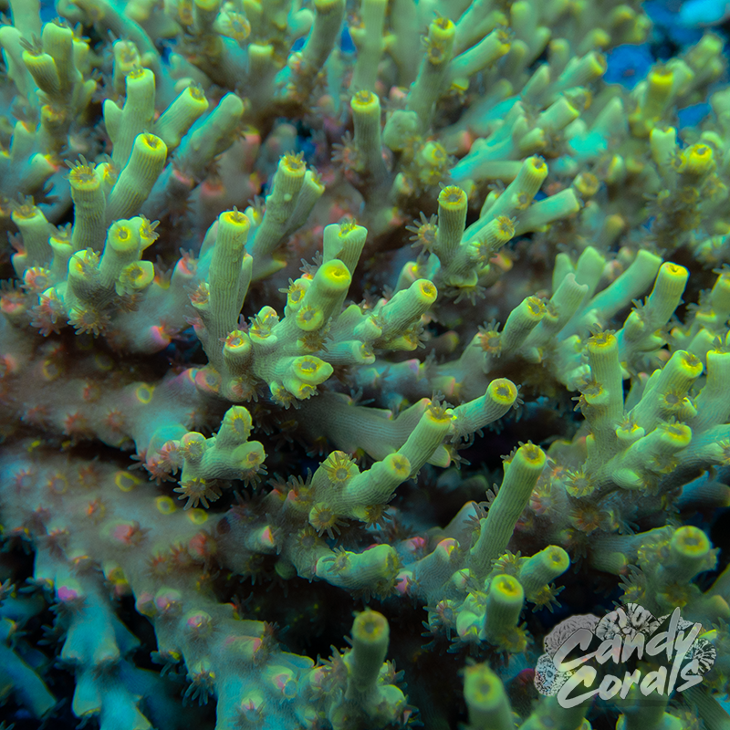 Dragonball Z Acropora Speciosa Frag A89