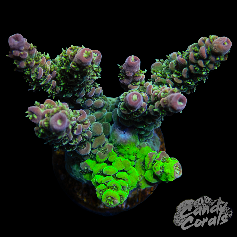 Unorthodox Grafted Acropora Millepora Frag A71