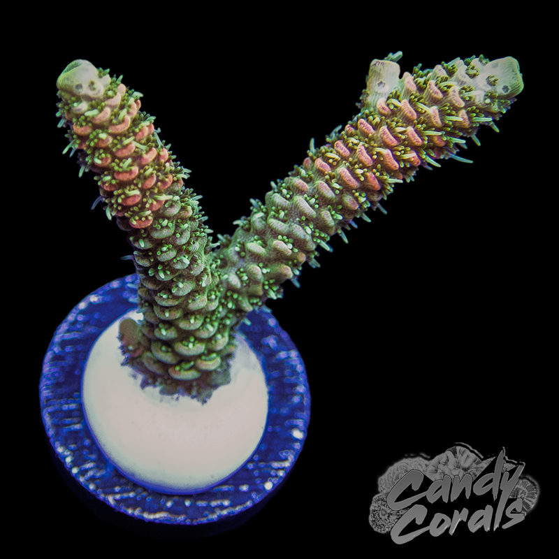 JF Solar Flare Acropora Sp. Frag A44