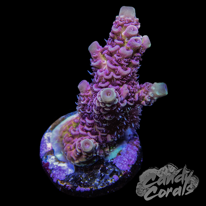 Pink Rainbow Acropora Millepora Frag – Candy Corals