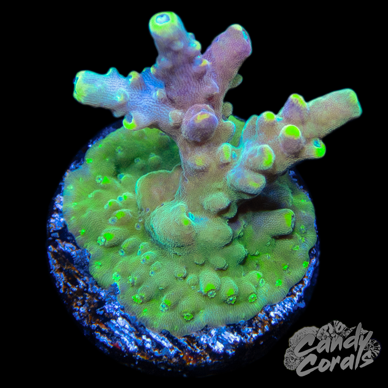 Cherry Pop Acropora Sp. WYSIWYG 2