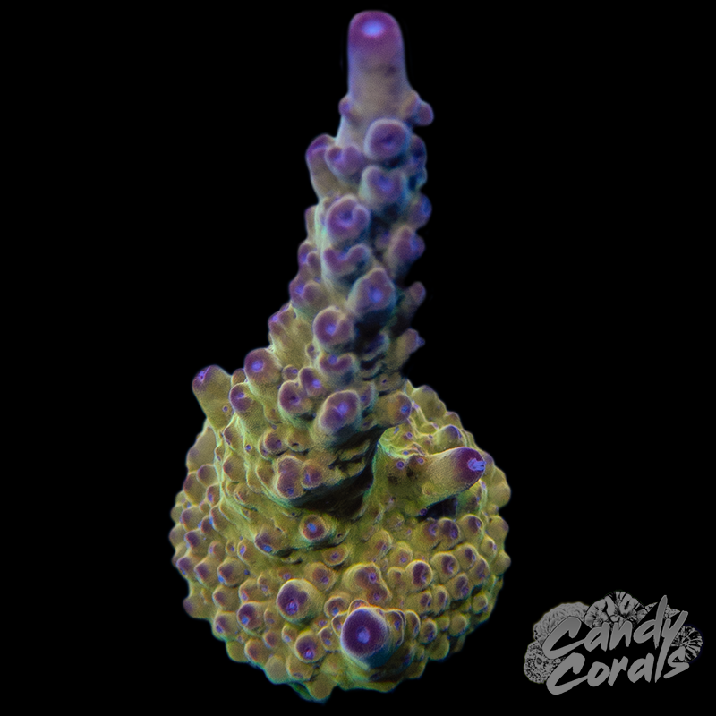 Twizzler Acropora Sp. WYSIWYG 1