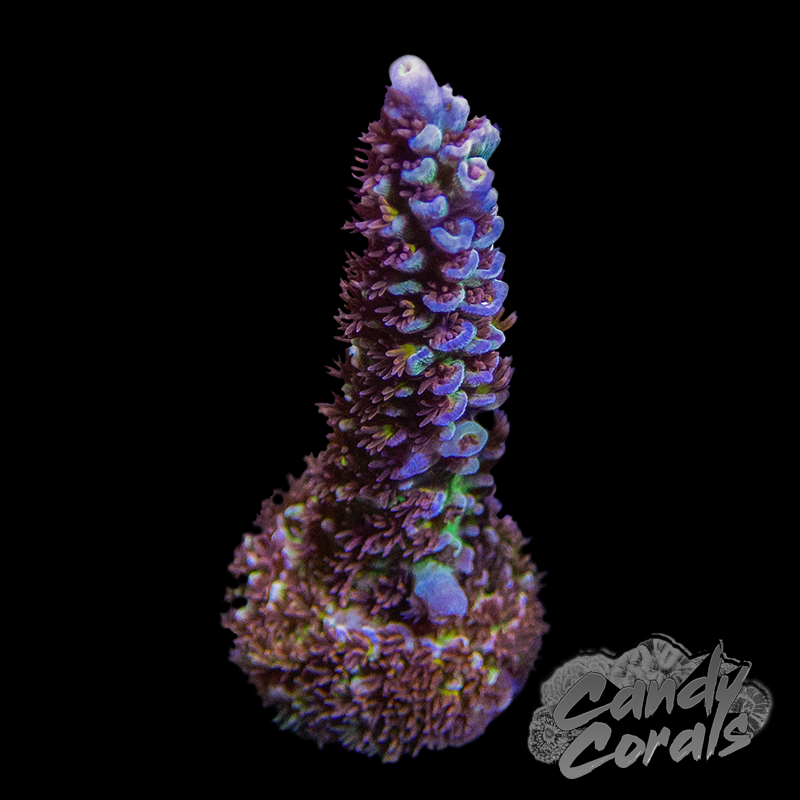 RR Ultimate Orange Passion Acropora Sp. Frag