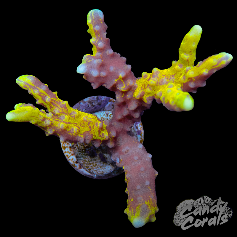 Grafted Golden Rod Anacropora Sp. WYSIWYG 1