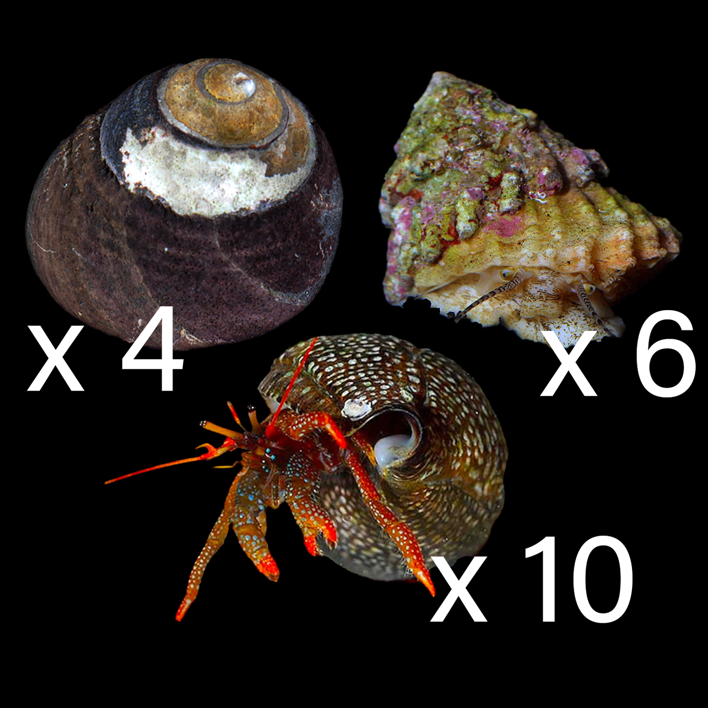 Basic Clean Up Crew Pack 1 (Medium 30 - 90 Gallons)