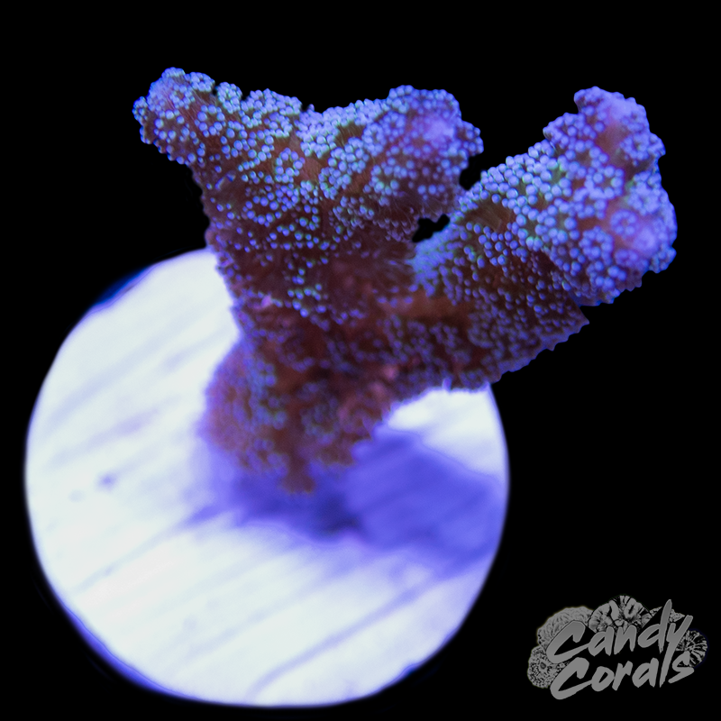 Teal Birdsnest Frag B44