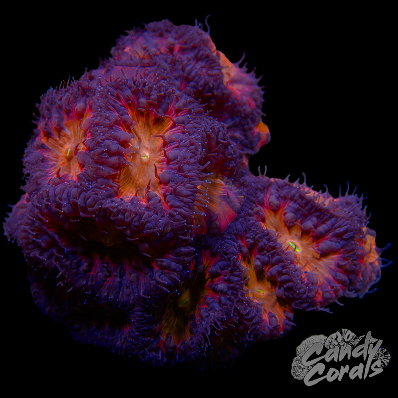 Blastomussa Colony WYSIWYG 33