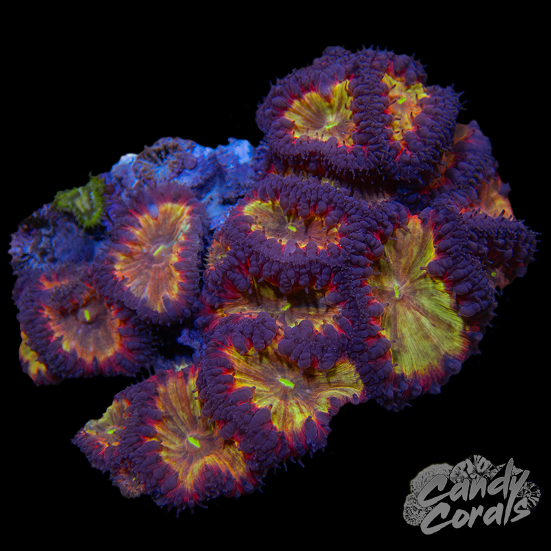 Blastomussa Colony WYSIWYG 36