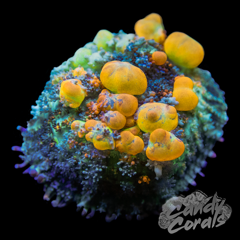 WWC OG Bounce Mushroom Per Polyp