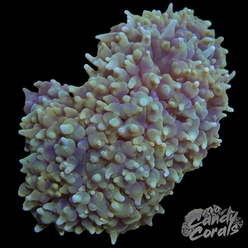 Bubble Coral Colony WYSIWYG 5