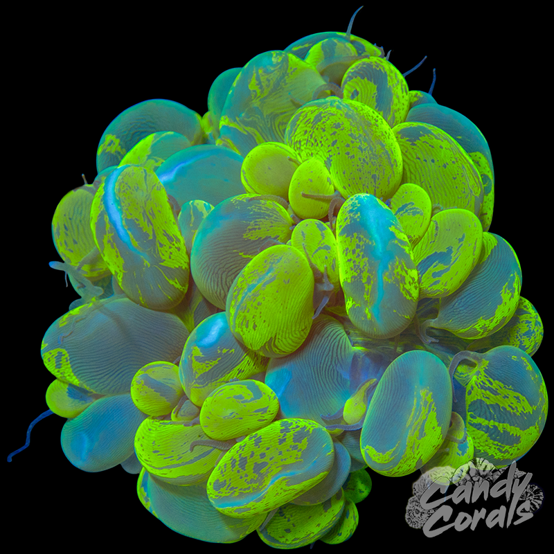 Bi-Colour Bubble Coral Colony WYSIWYG 9