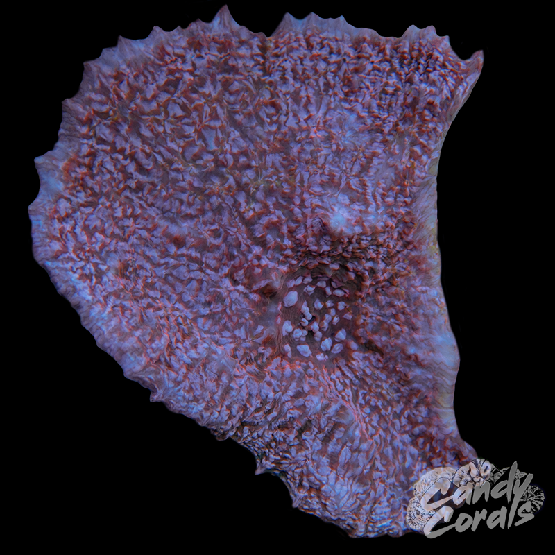 Ultra Chalice Colony 14