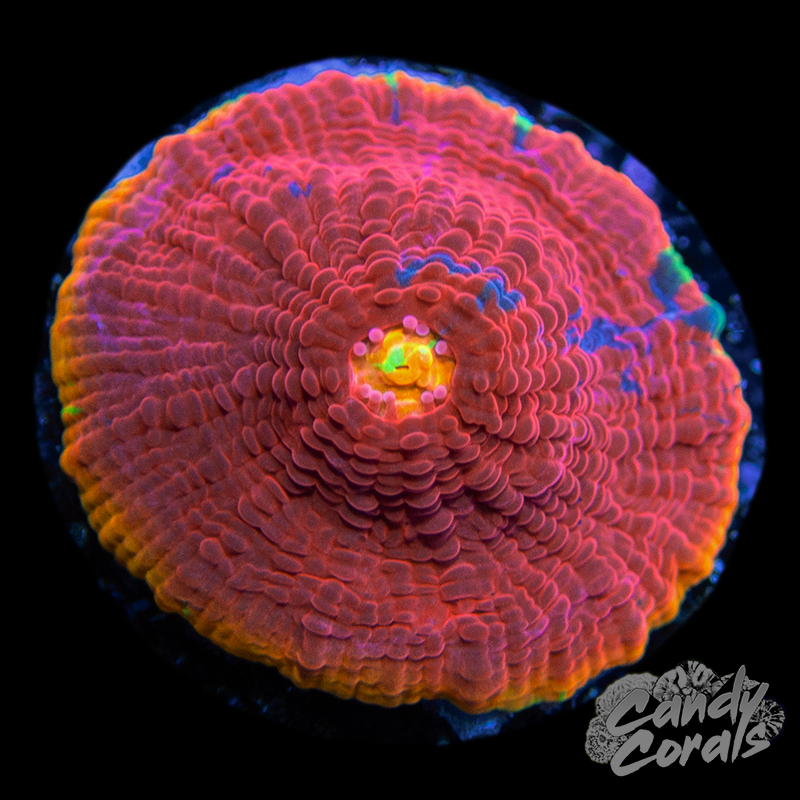 Rainbow Dynamite Chalice WYSIWYG 17