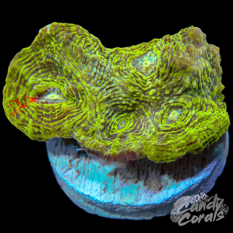 Glowstix Ultra Rainbow Chalice WYSIWYG