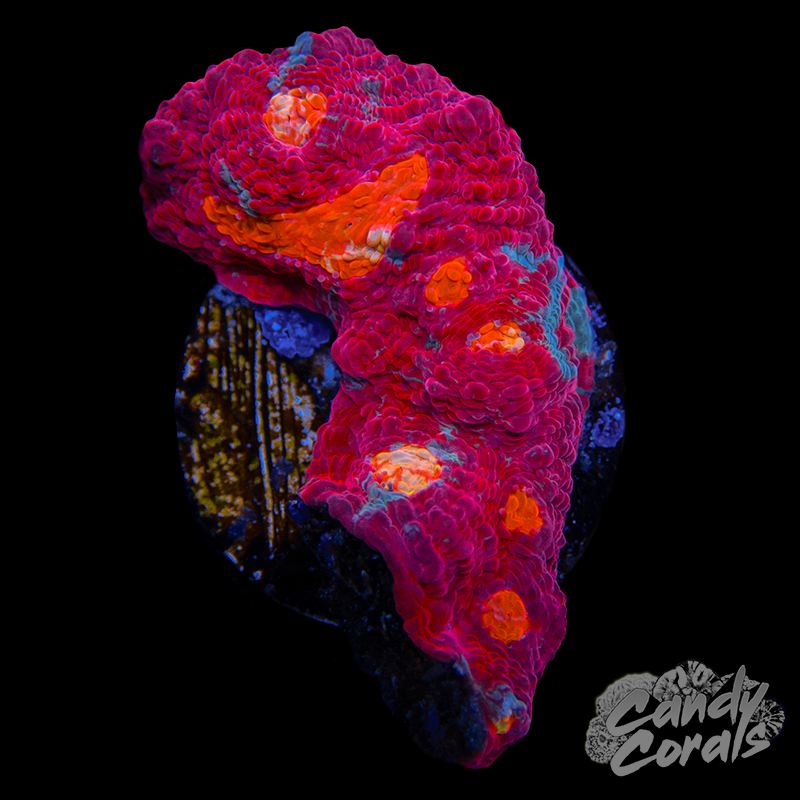 Ultra Chalice WYSIWYG 24