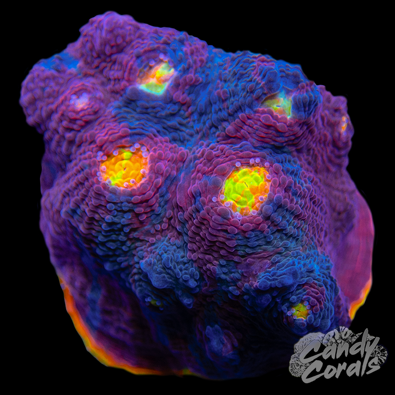 Gumdrop Chalice WYSIWYG 9